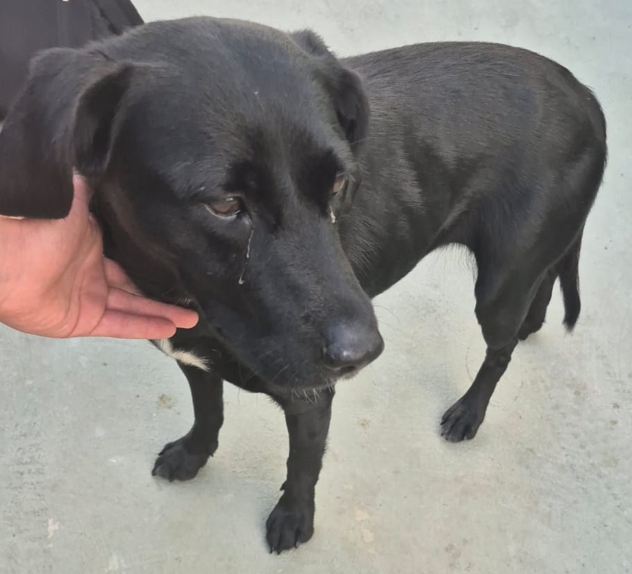 Szukamy właściciela psa!