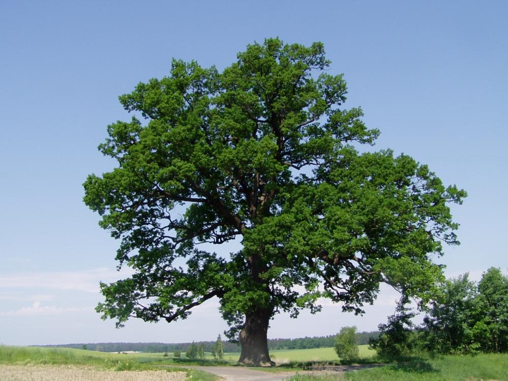 Dąb Dionizy